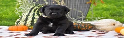 Labrador Retriever dogs for sale: Cowboy - Ad 3