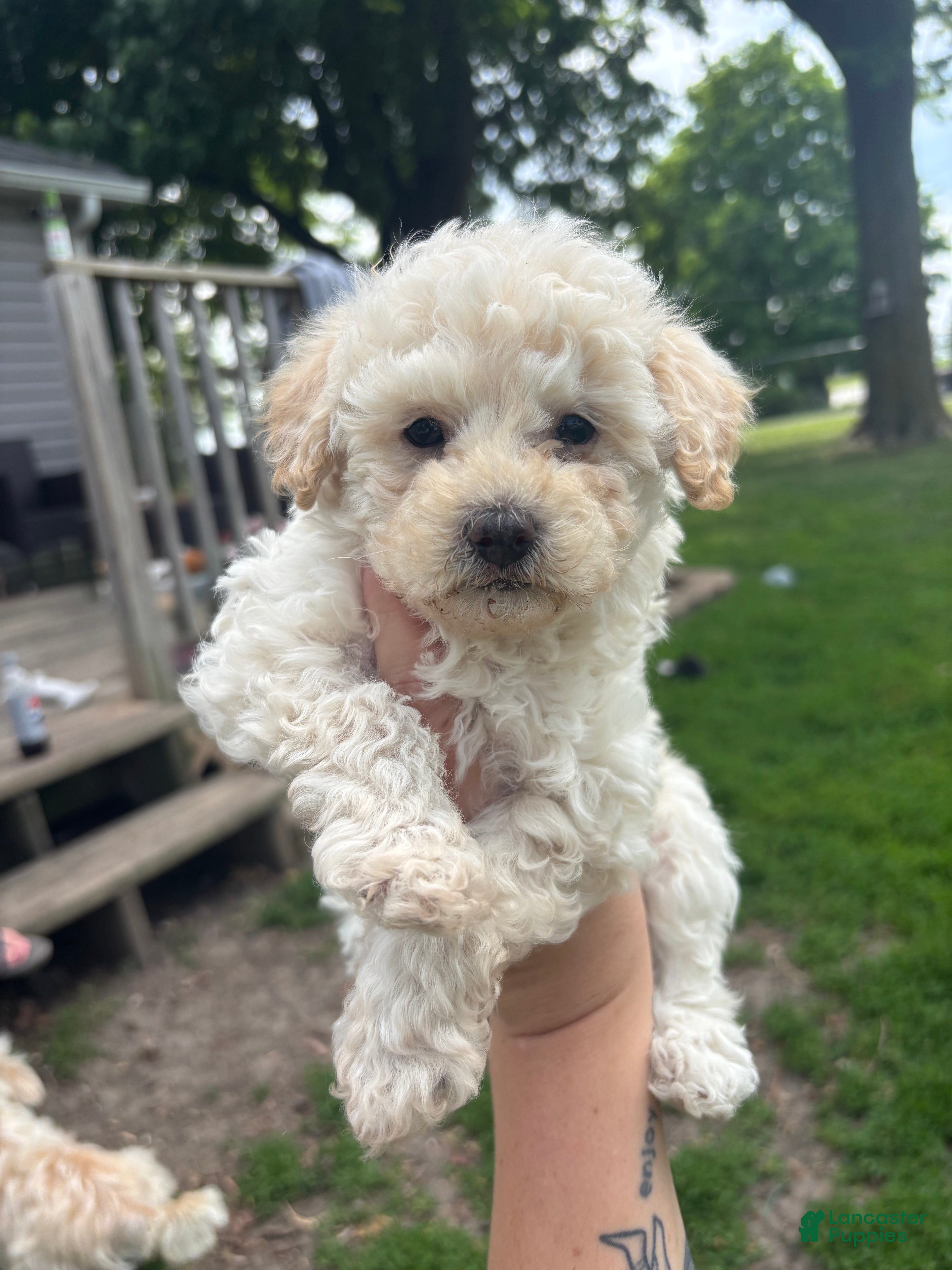 Yorkiepoo dogs Rusty  - Ad 1