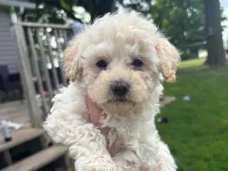 Yorkiepoo dogs for sale: Rusty - Ad 3