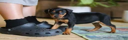 Miniature Pinscher dogs for sale: Tulip - Ad 2