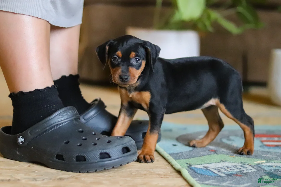 Miniature Pinscher dogs for sale: Tulip - Ad 2
