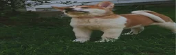 Akita dogs for sale: Cypress - Ad 4