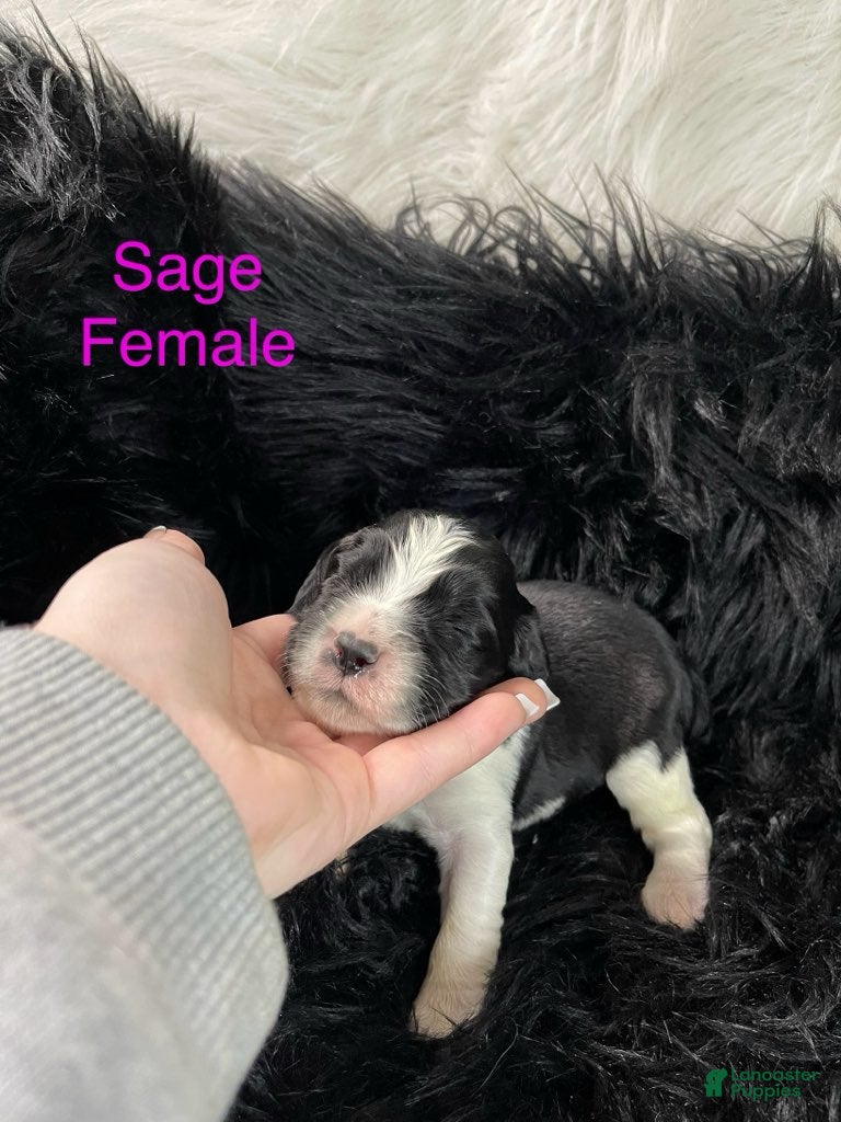 English Springer Spaniel dogs Sage - Ad 10