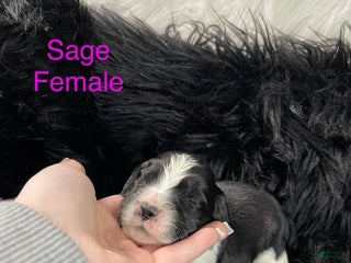 English Springer Spaniel dogs Sage - Ad 13