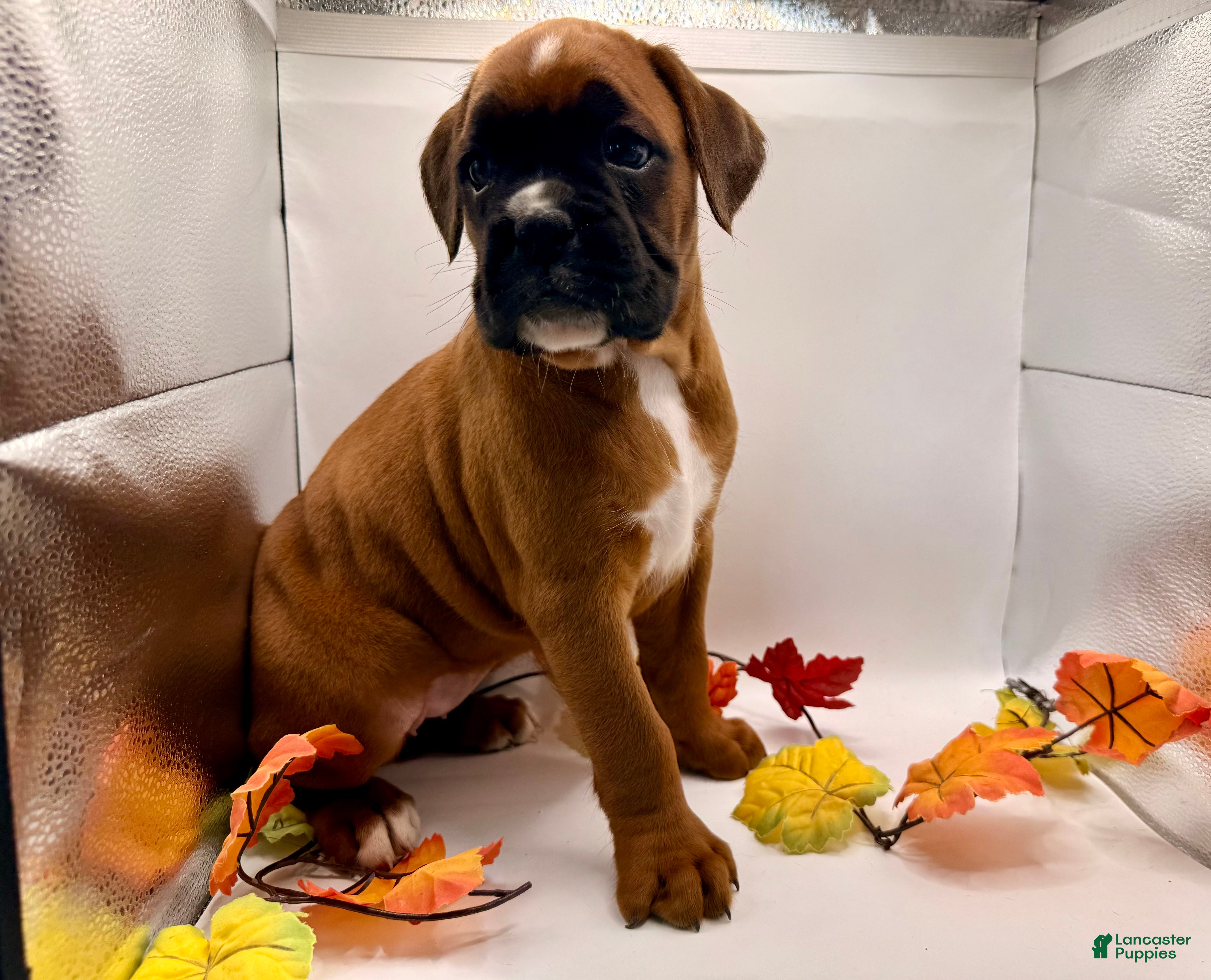 Boxer dogs  Emily - Ad 2