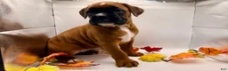 Boxer dogs for sale:  Emily - Ad 2