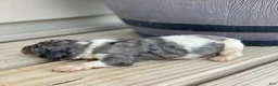 Standard Poodle dogs for sale: Rocky - Ad 3
