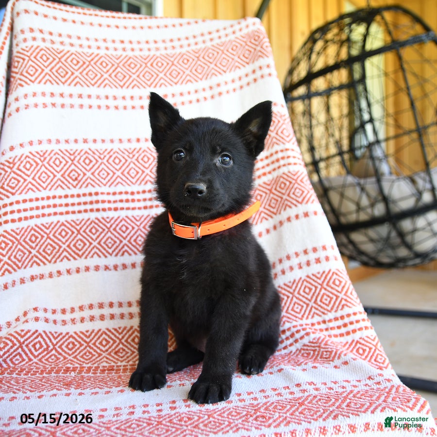 German Shepherd dogs Marsha - Ad 2