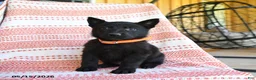 German Shepherd dogs for sale: Marsha - Ad 1