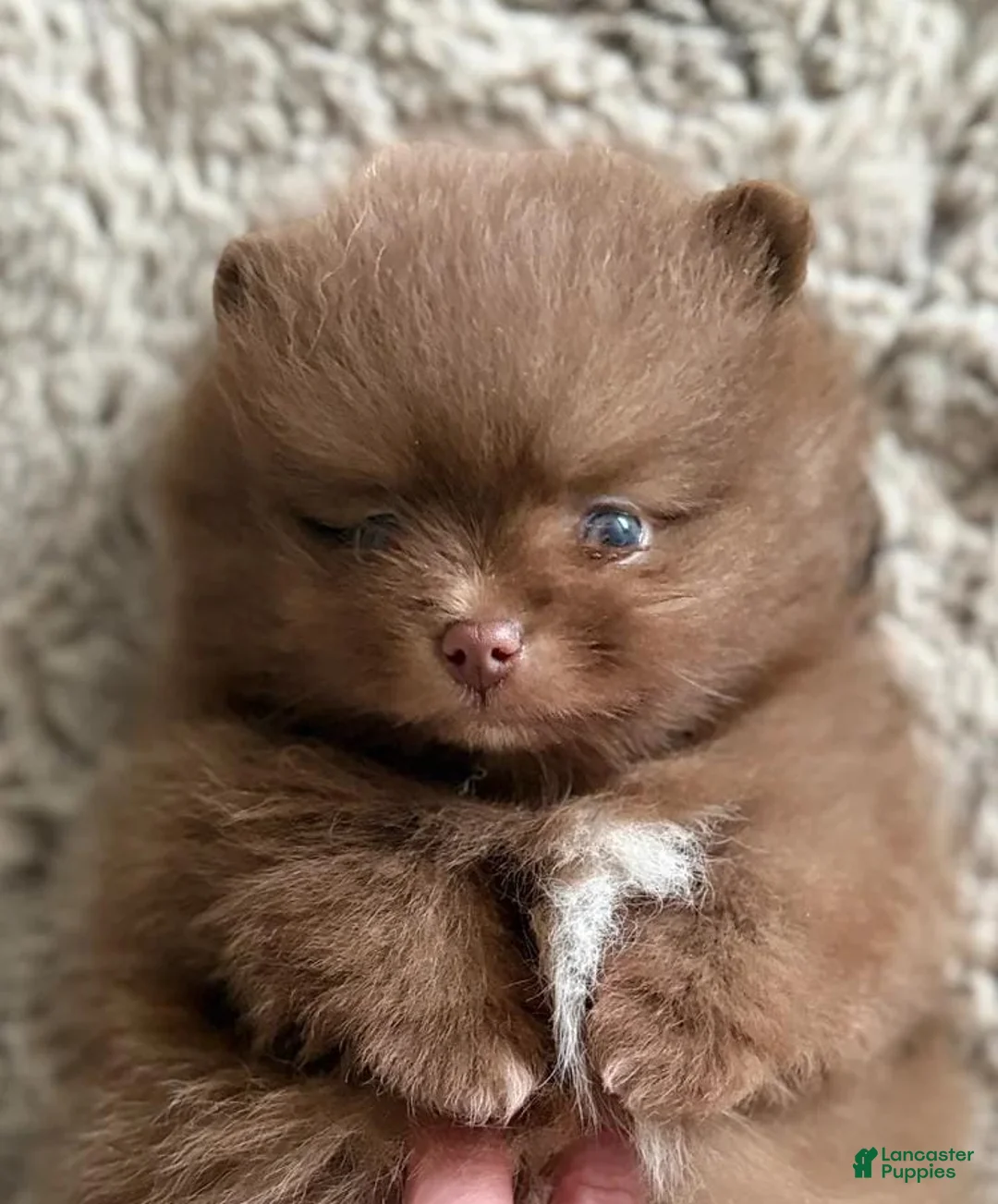Pomeranian dogs for sale: Dina - Ad 1