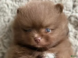 Pomeranian dogs Dina - Ad 22