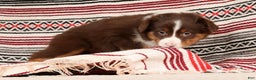 Australian Shepherd dogs for sale: Ranger - Ad 8