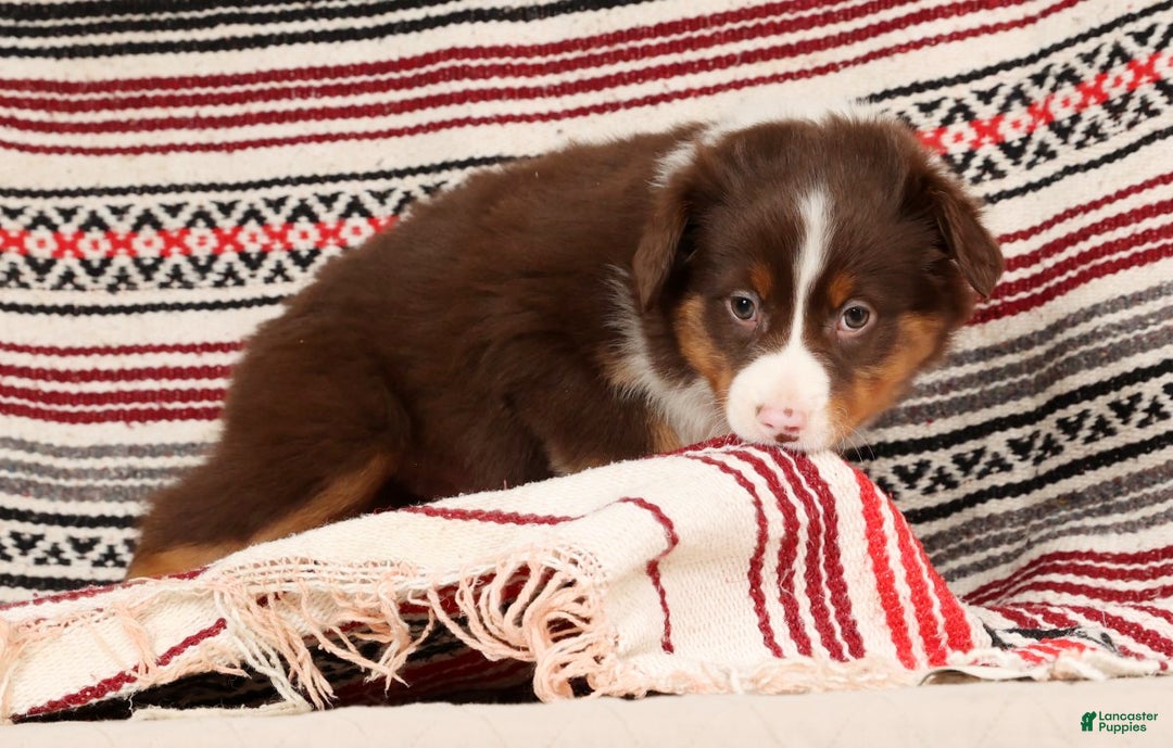 Australian Shepherd dogs for sale: Ranger - Ad 8