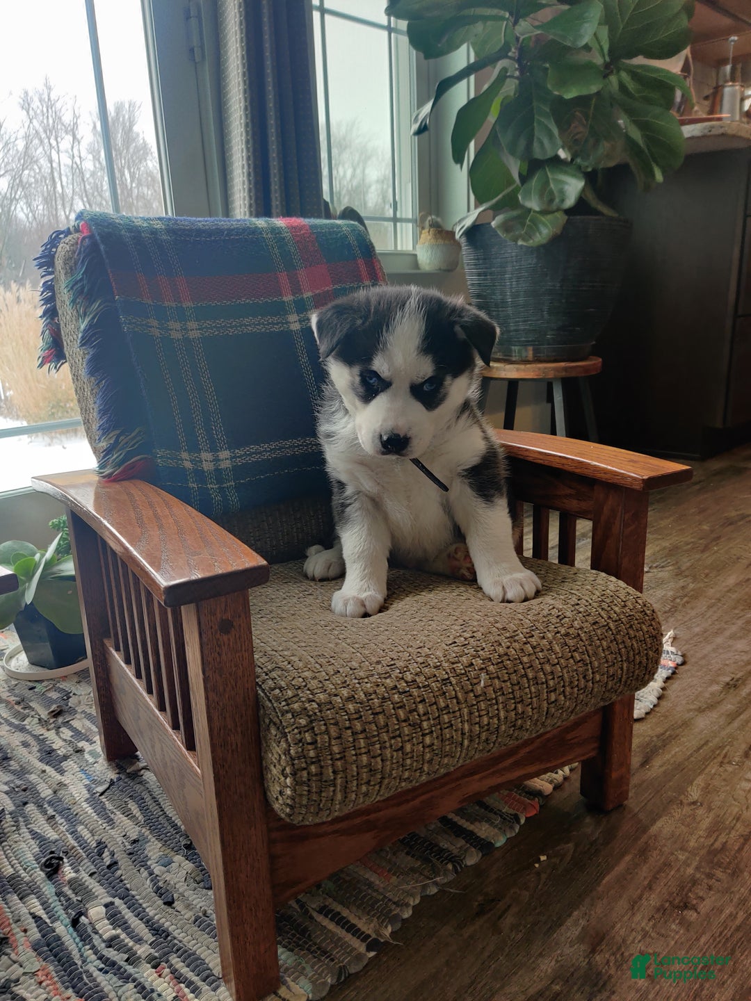 Siberian Husky dogs for sale: Aslan - Ad 1