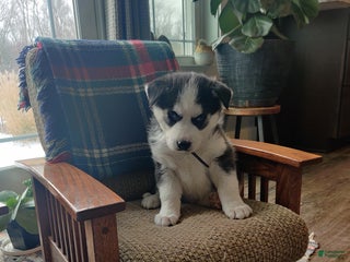 Siberian Husky dogs Aslan - Ad 3