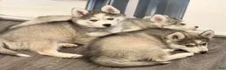 Pomsky dogs for sale: Sunny  - Ad 24