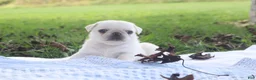 Pug dogs for sale: Chestnut -male- - Ad 14