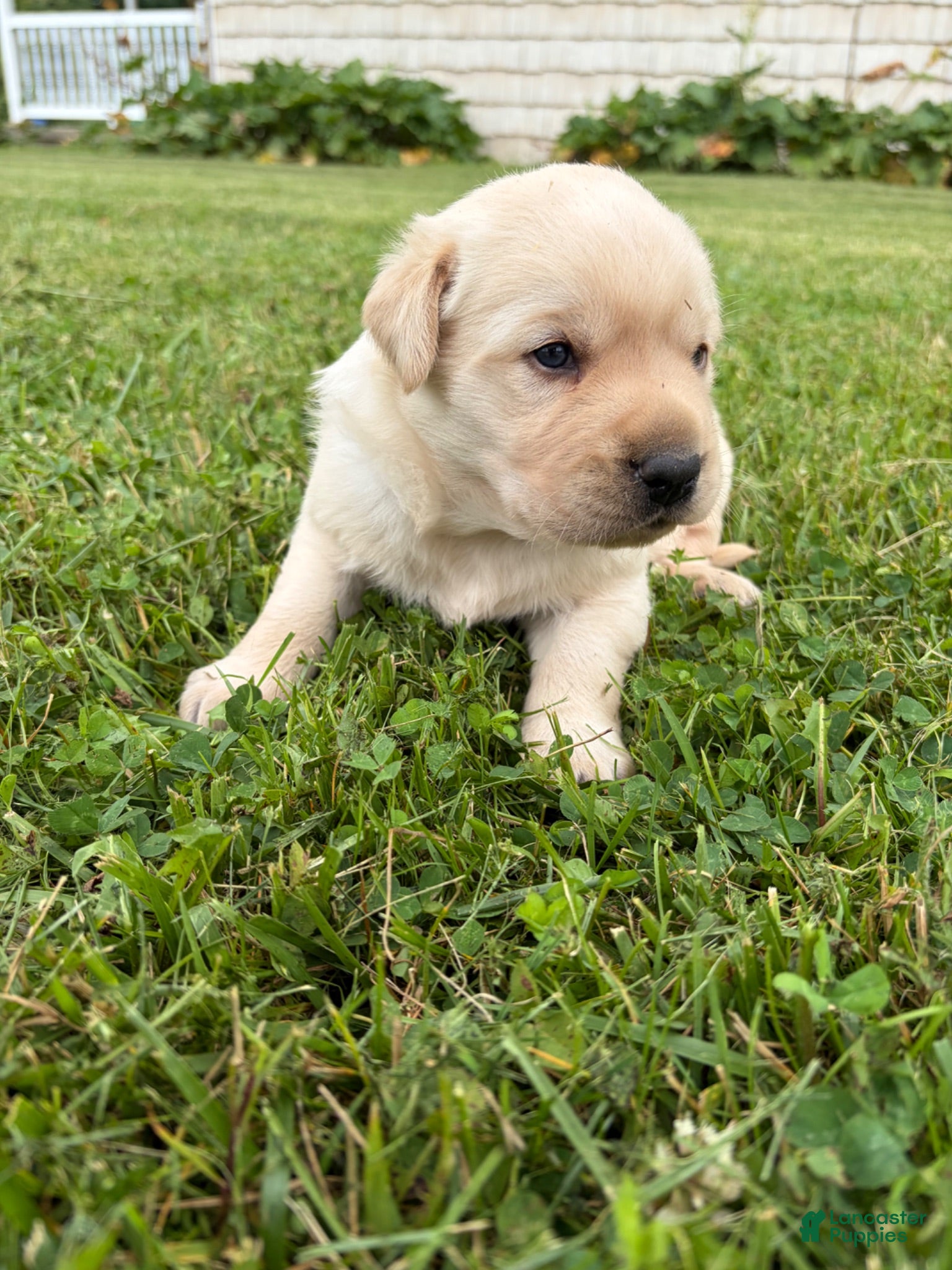 Labrador Retriever dogs Frankie - Ad 1