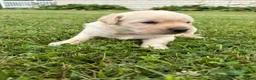 Labrador Retriever dogs for sale: Frankie - Ad 1