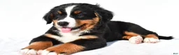 Bernese Mountain Dog dogs for sale: Piper - Ad 3
