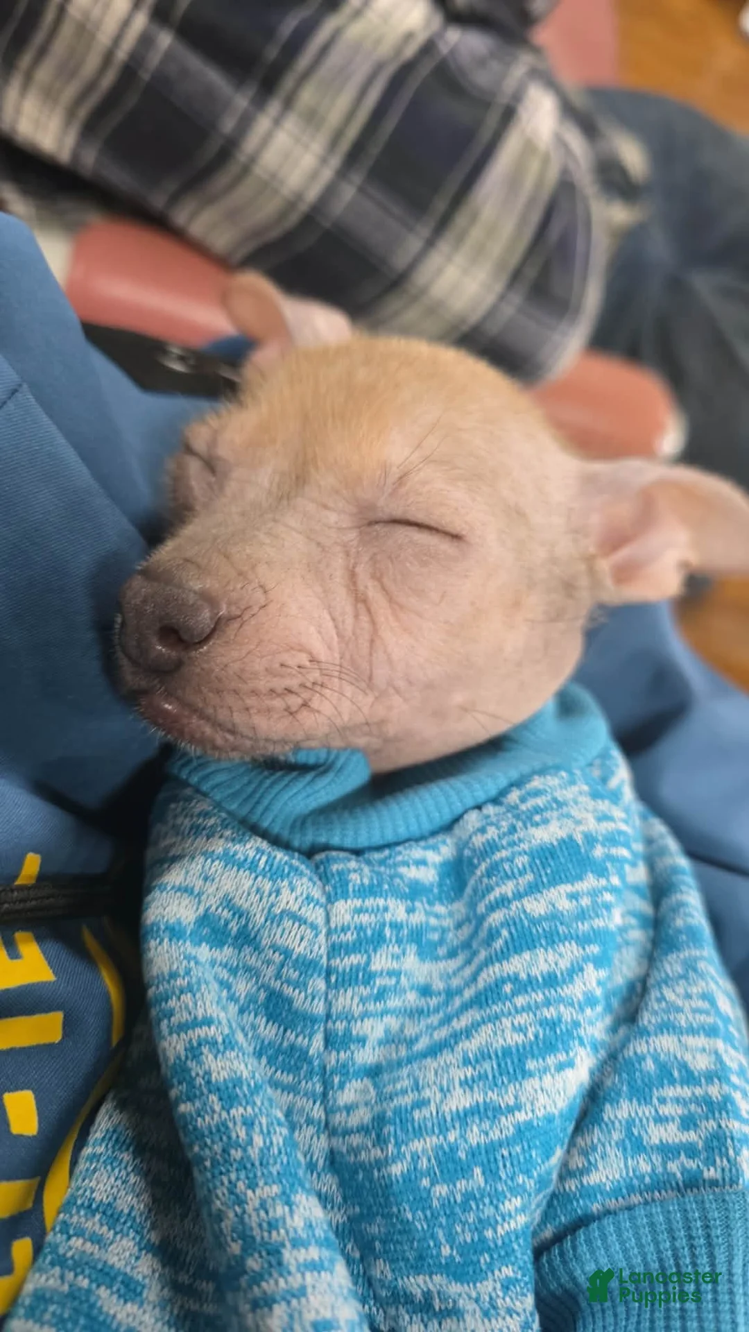 Gallery Image {{count}}