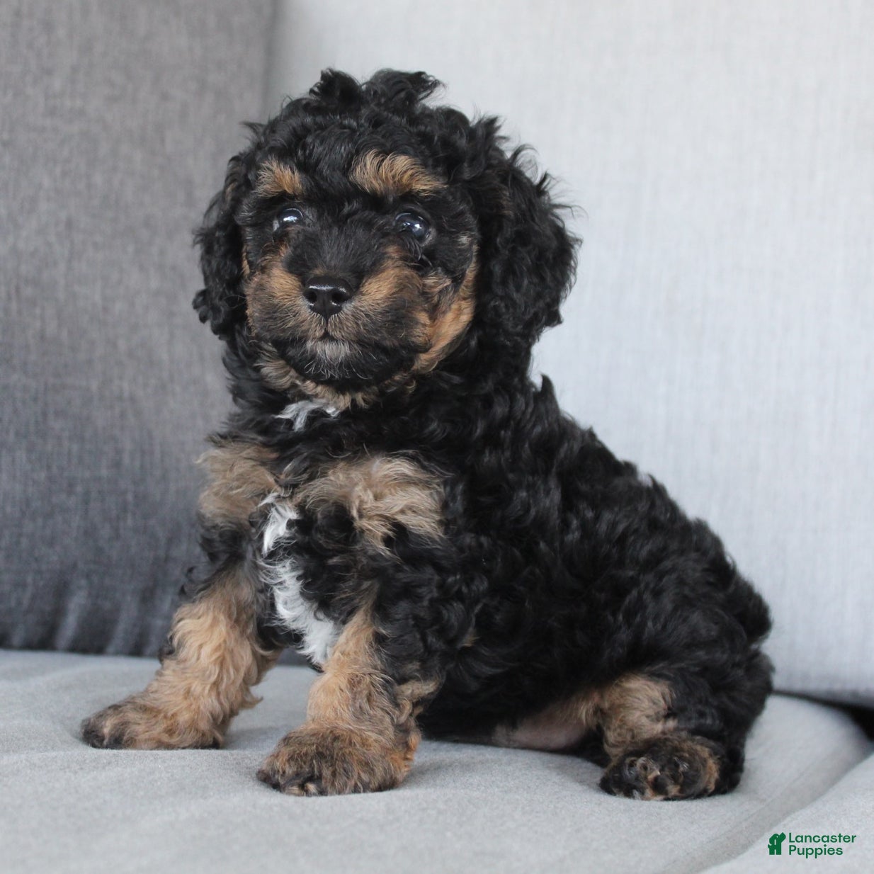 Cavapoo dogs Denver - Ad 2