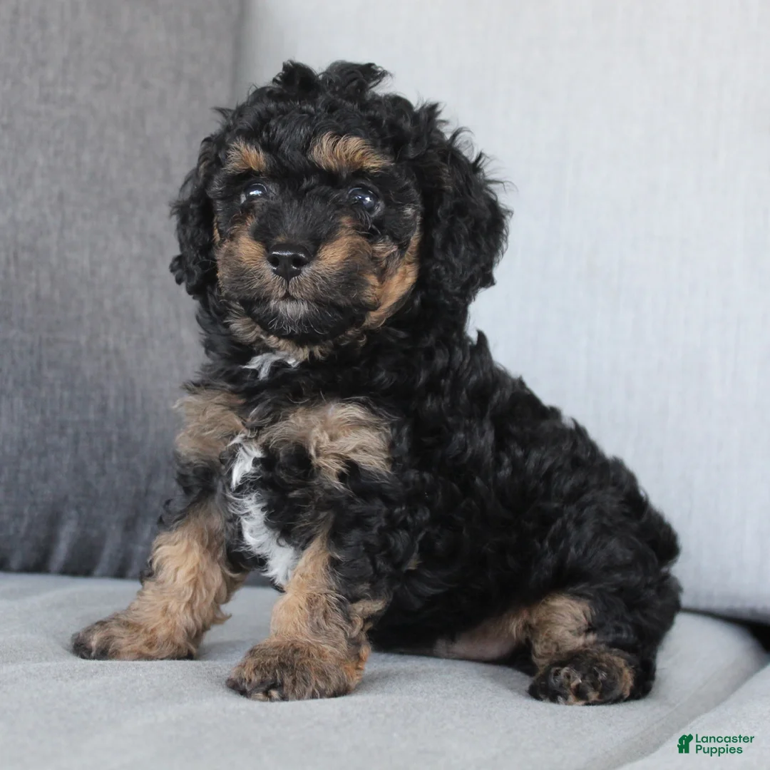 Cavapoo dogs for sale: Denver - Ad 2