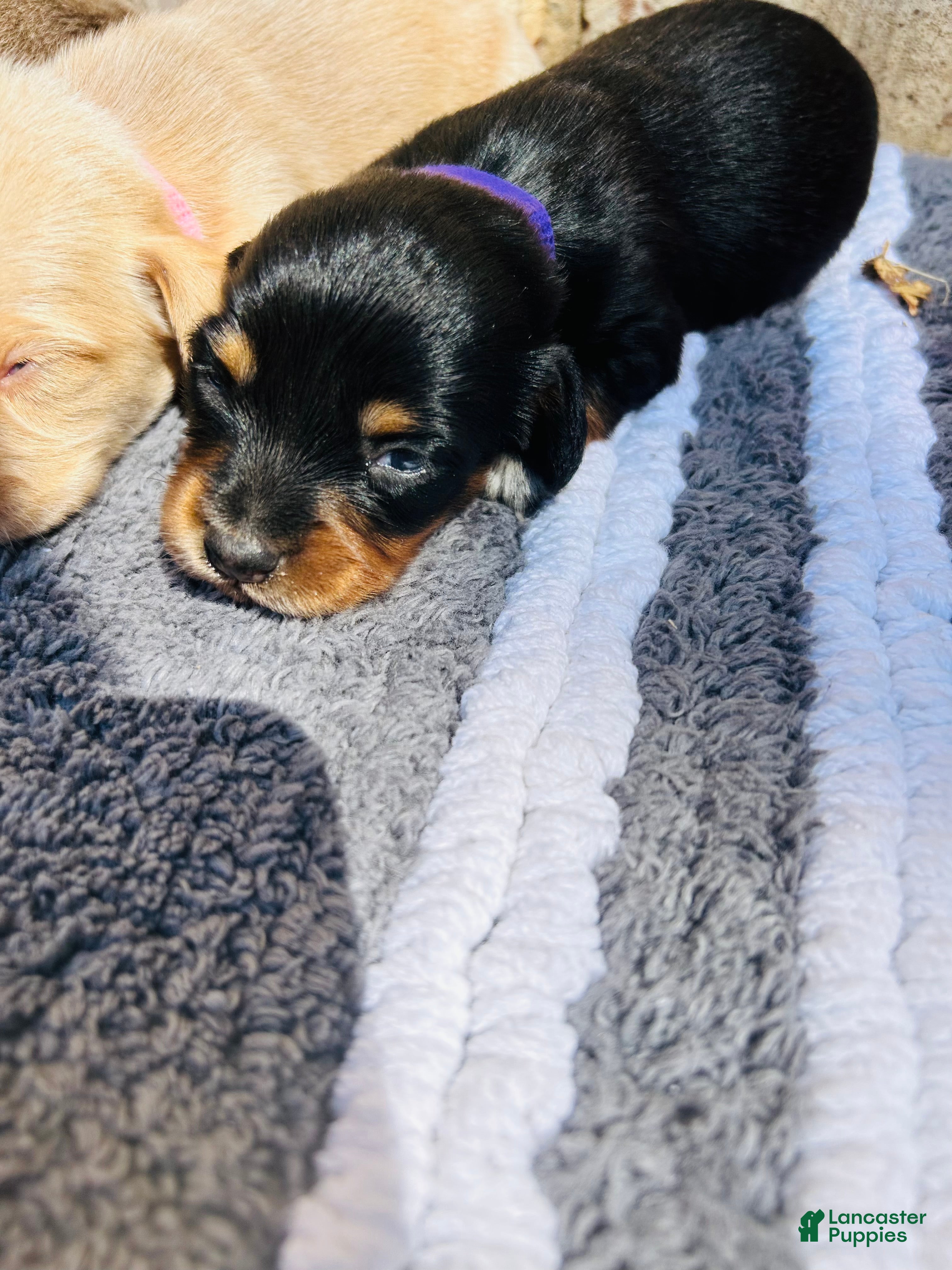 Miniature Dachshund dogs Miniature Dachshund 4 (aspen) - Ad 21