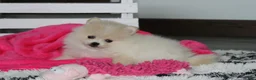 Pomeranian dogs for sale: Raine - Ad 9