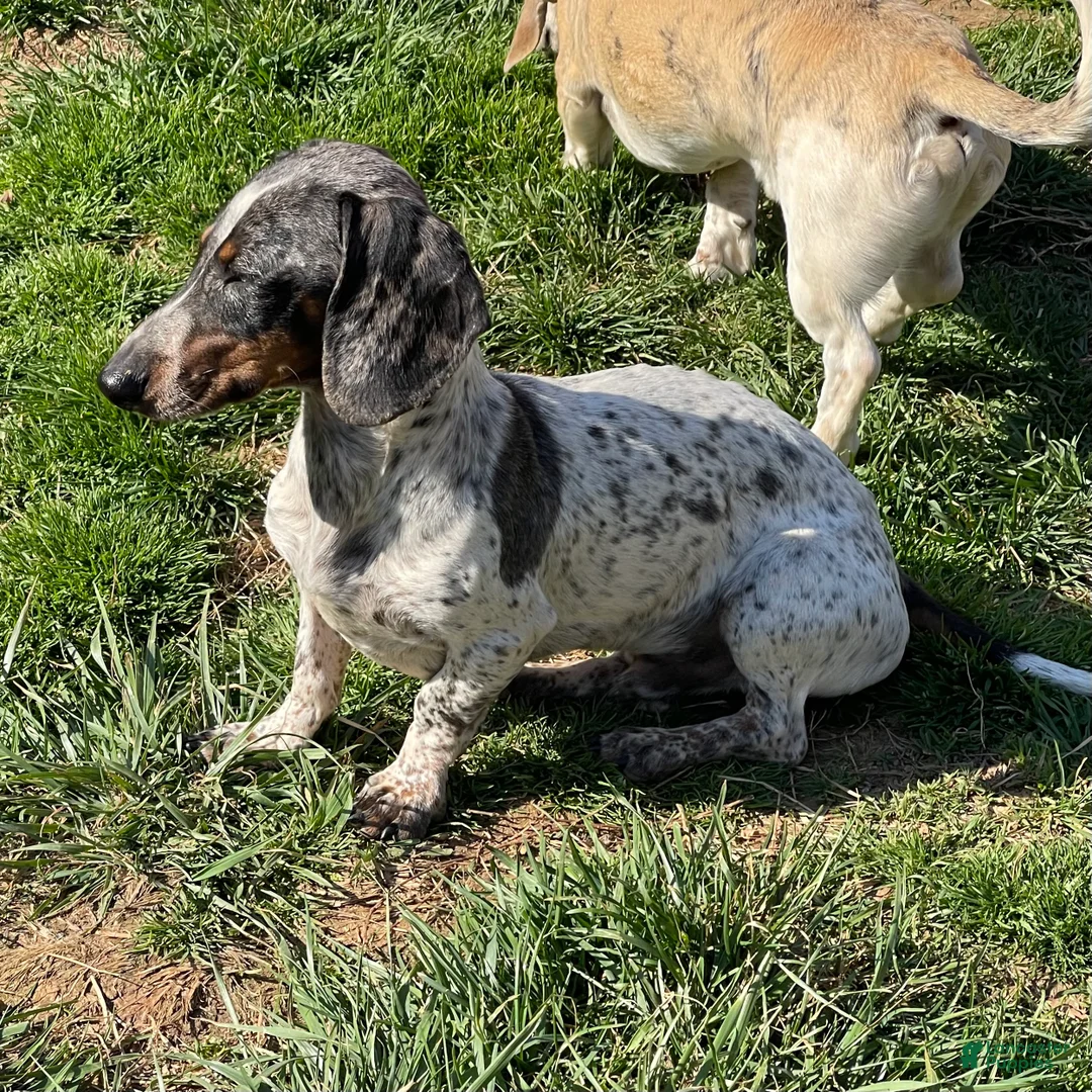 Dachshund dogs for sale: Dixon - Ad 2