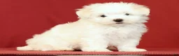 Maltese dogs for sale: Lily - Ad 8