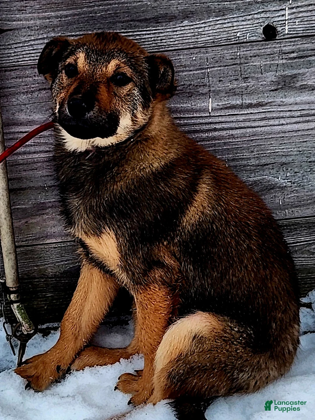 Gerberian Shepsky dogs for sale: Gerberian Shepsky Puppy 1 - Ad 1