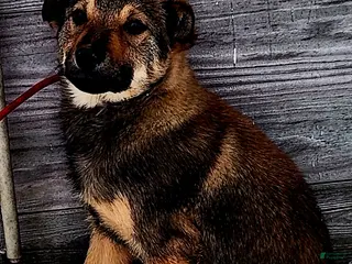 Gerberian Shepsky dogs Gerberian Shepsky Puppy 1 - Ad 1