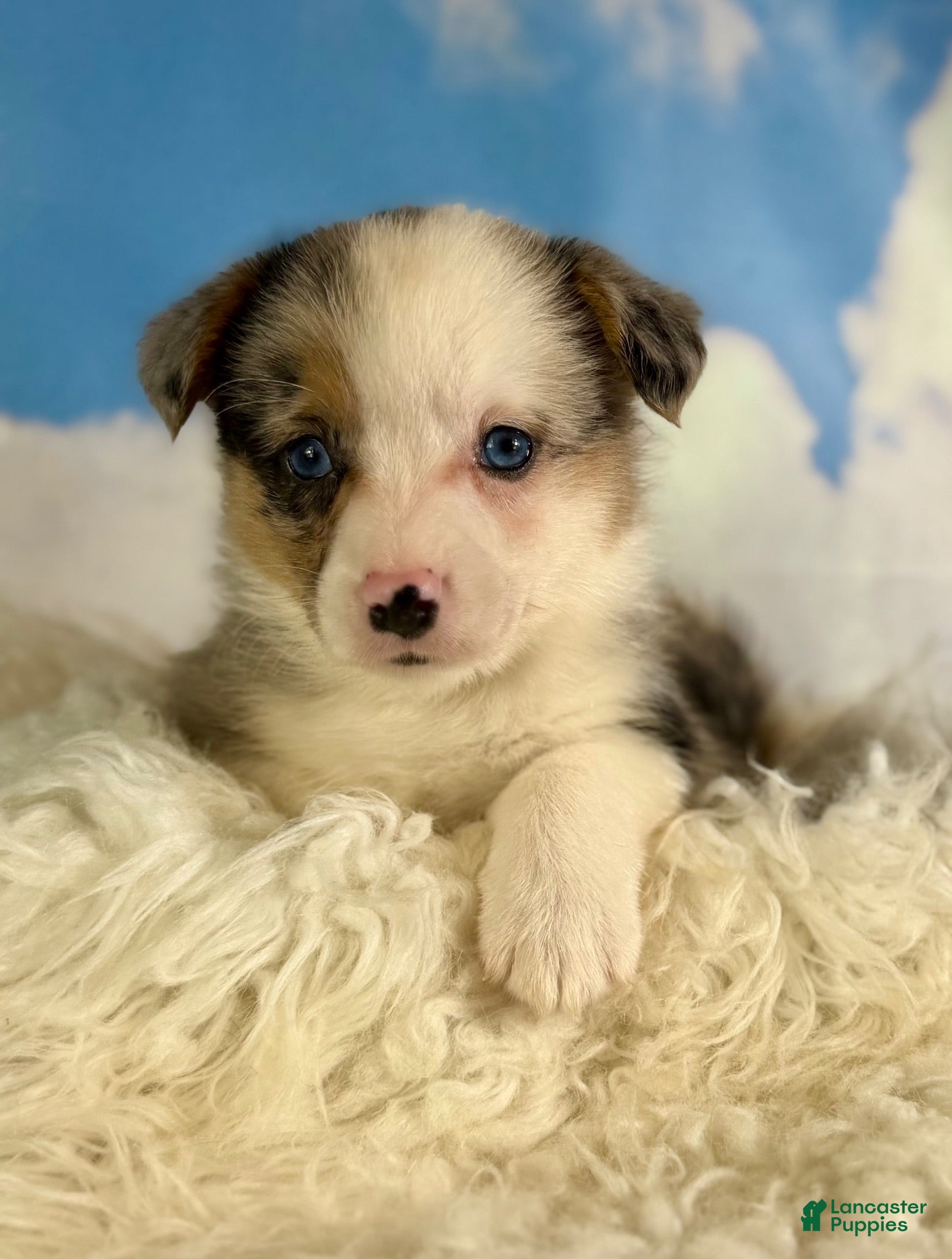 Welsh Corgi Pembroke dogs Aca diesel Merle with full tail fluffy bluie carrier triple clear - Ad 1