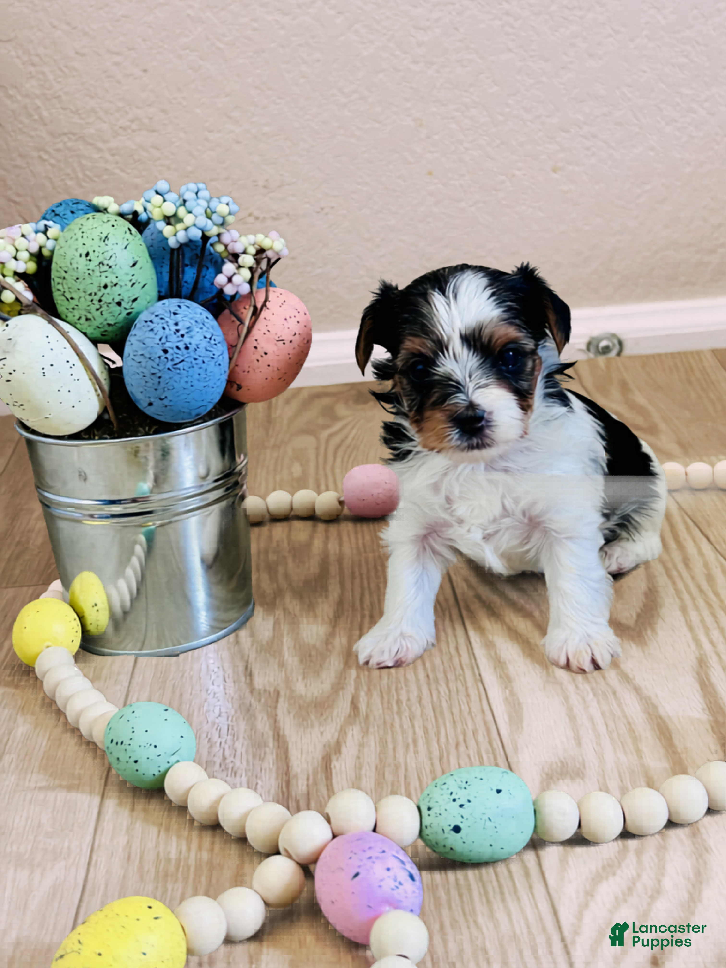 Biewer Terrier dogs Biewer Terrier Puppy 4 - Ad 1