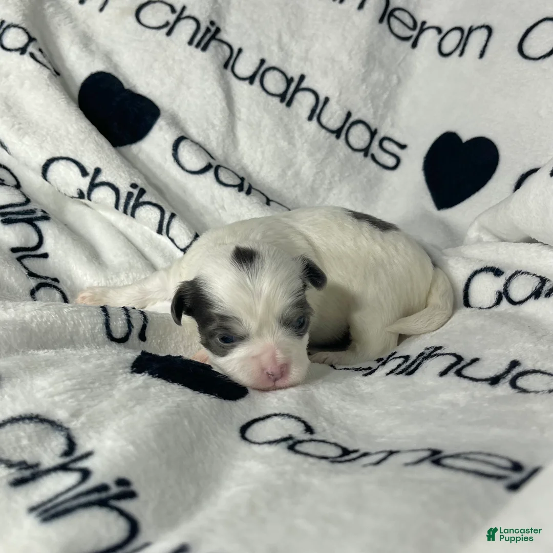 Chihuahua dogs for sale: Gabriel Blue Spotted - Ad 6