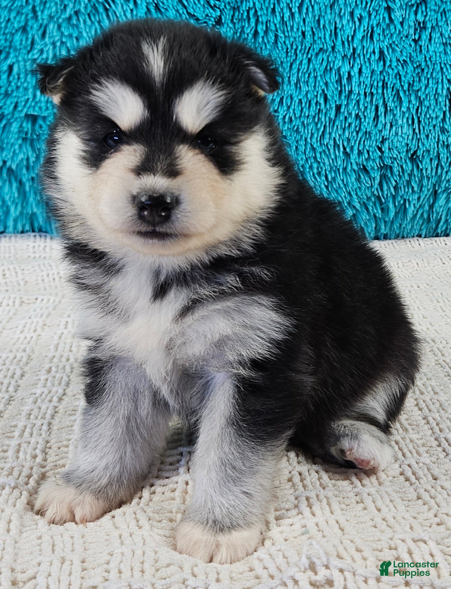 Pomsky dogs Gina  - Ad 2