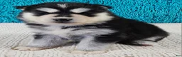Pomsky dogs for sale: Gina  - Ad 2
