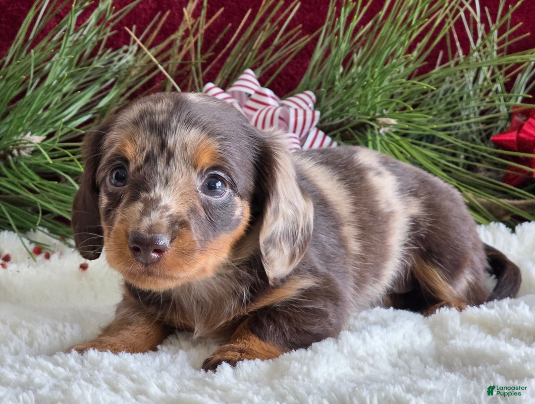 Miniature Dachshund dogs for sale: Kylie  - Ad 3