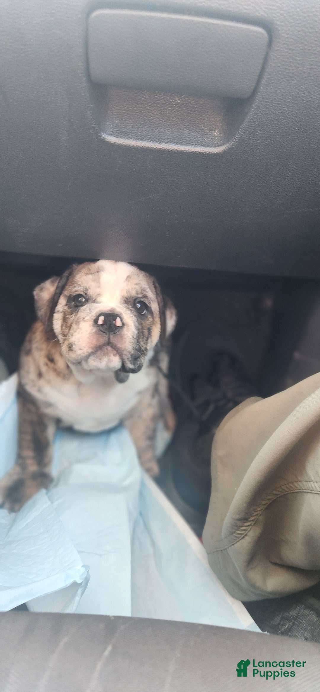 English Bulldog dogs for sale: English Bulldog Puppy - Ad 2