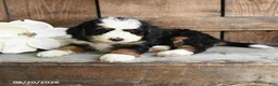 Mini Bernedoodle dogs for sale: Oscar - Ad 3