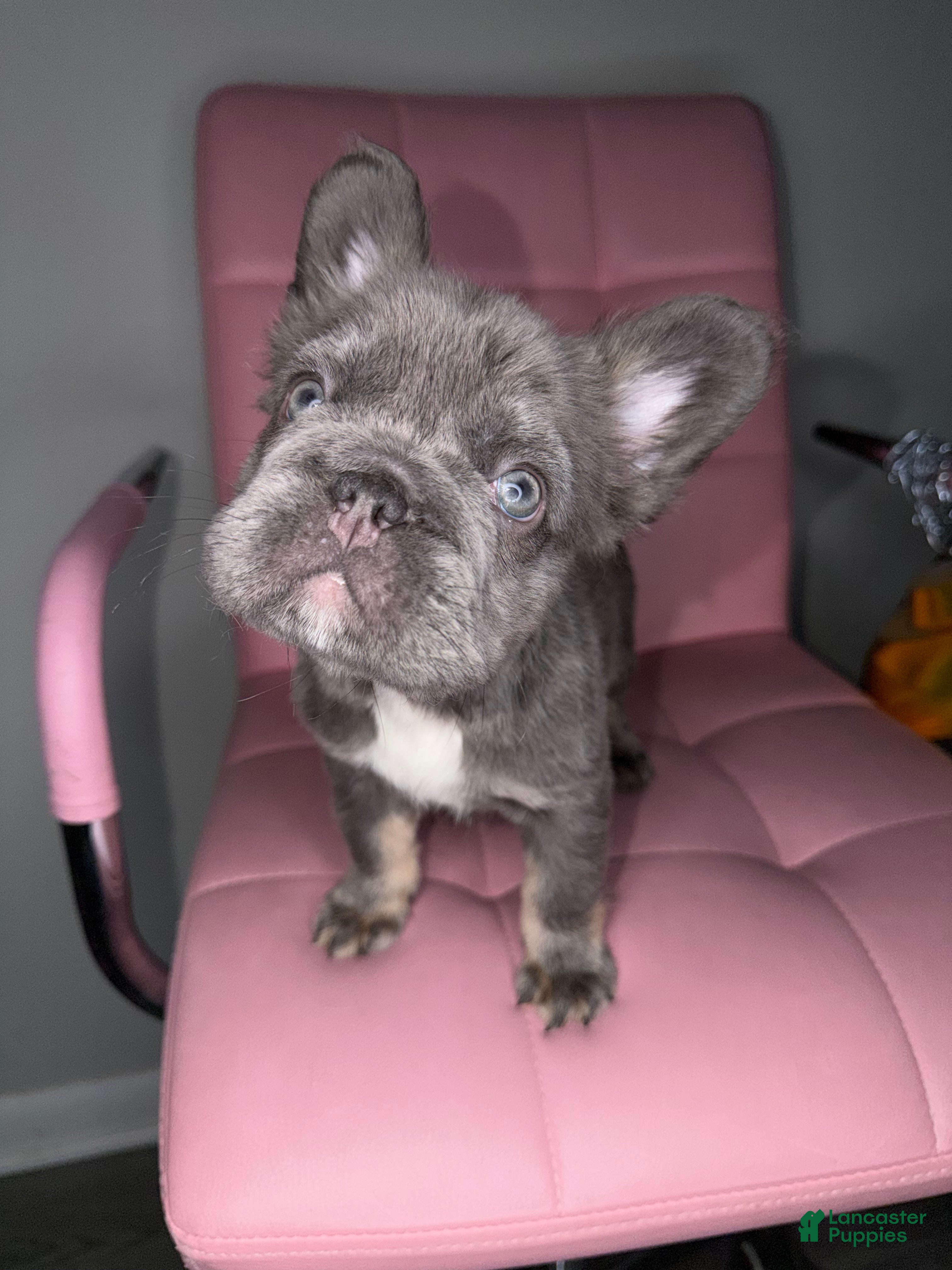 French Bulldog dogs French Bulldog Puppy 1 - Ad 2