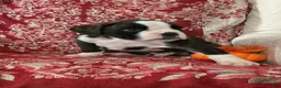 Boxer dogs for sale: Berlín  - Ad 9