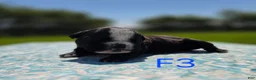 Olde English Bulldogge dogs for sale: Jessie - Ad 2