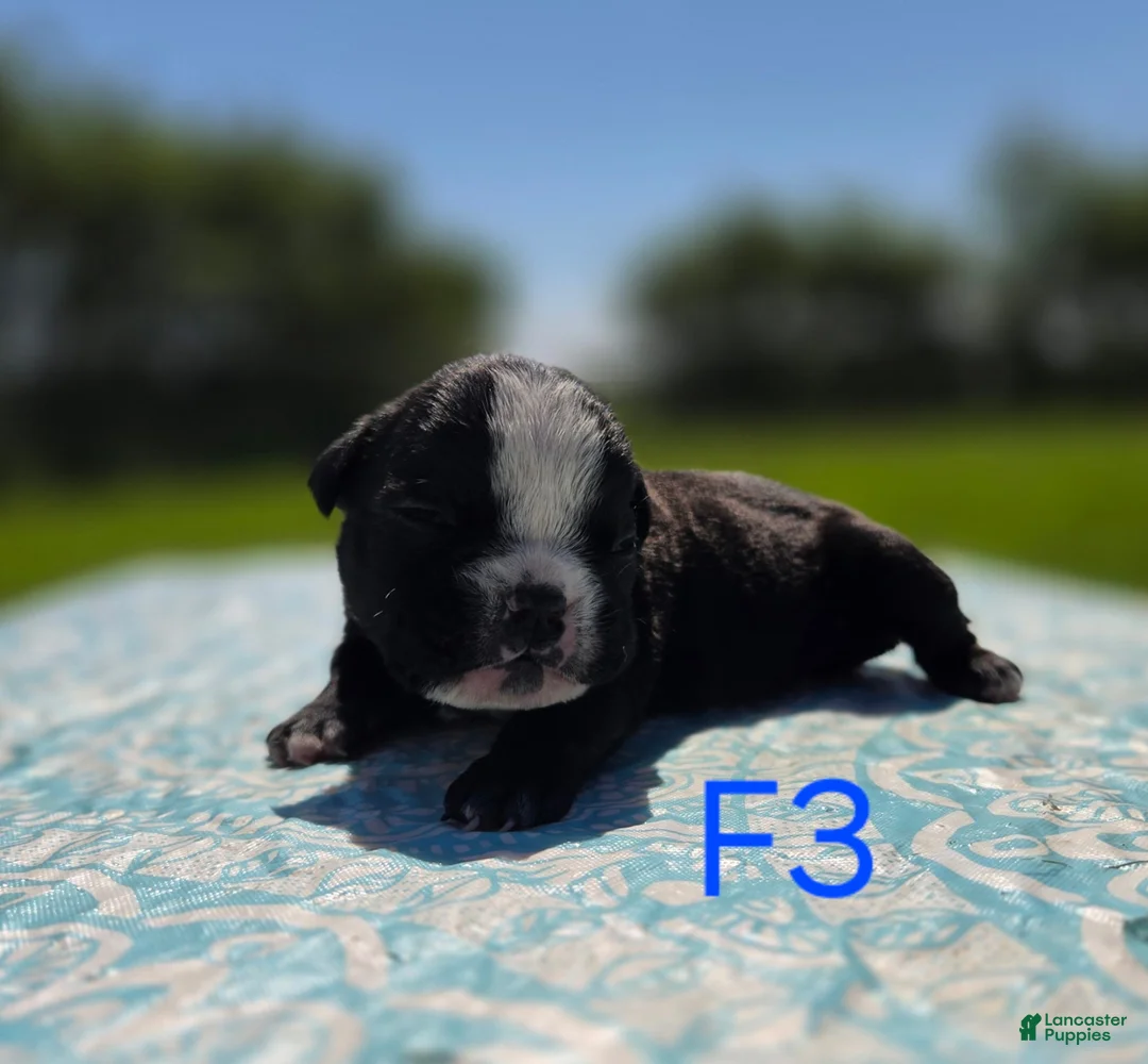 Olde English Bulldogge dogs for sale: Jessie - Ad 2