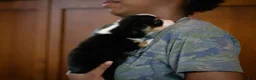 Welsh Corgi Pembroke dogs for sale: Gus - Ad 3