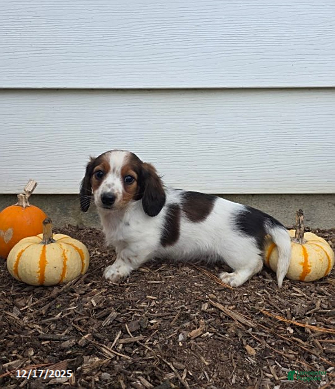 Miniature Dachshund dogs for sale: Shawn - Ad 3