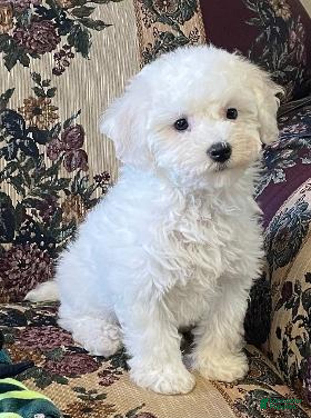 Bichon Frise dogs for sale: Latosha - Ad 1