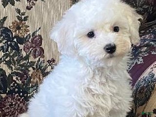 Bichon Frise dogs Latosha - Ad 13