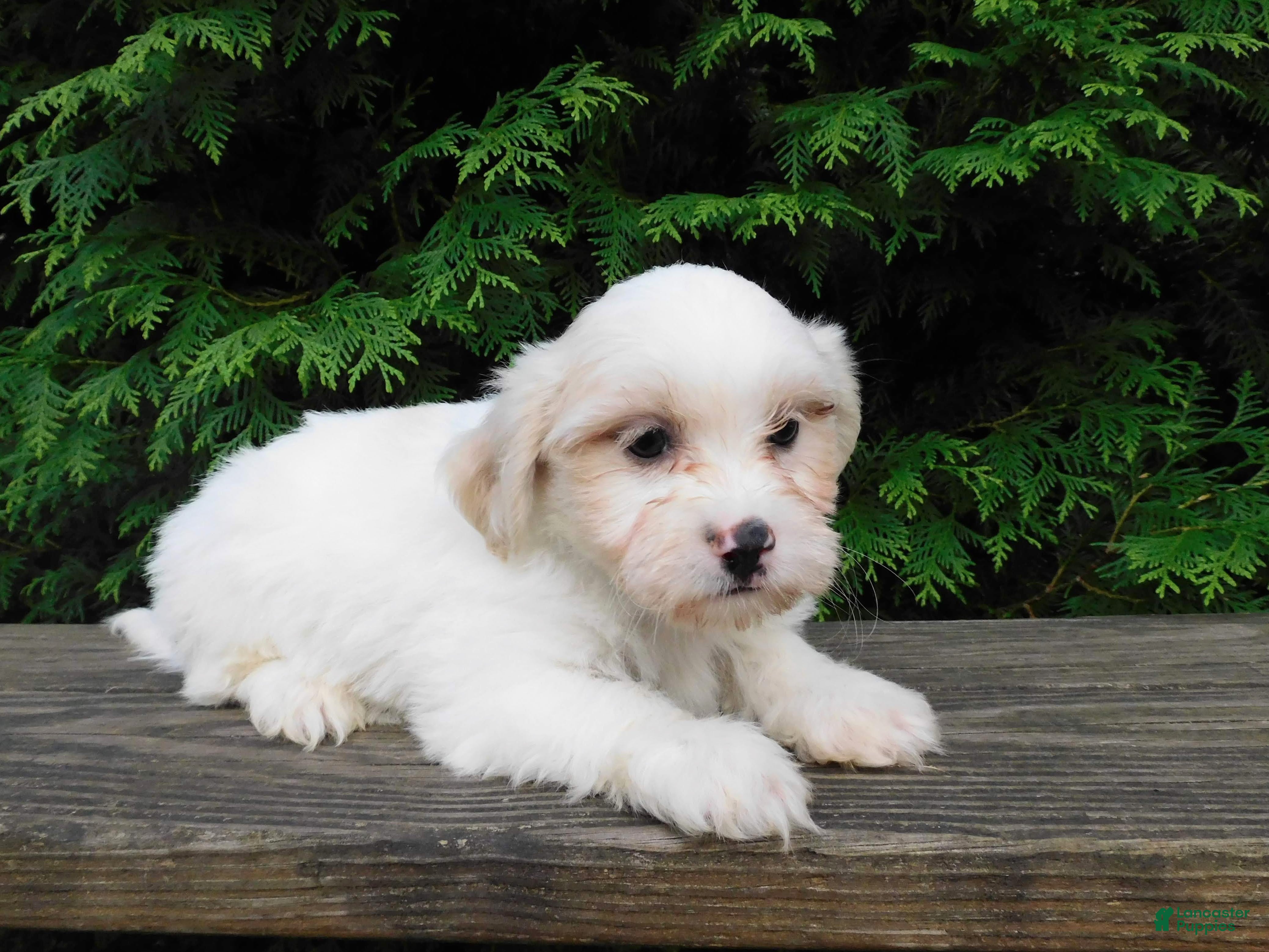 Teddy Bear dogs Weston - Ad 2